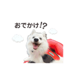 日本スピッツのぽぽ 日常（個別スタンプ：4）