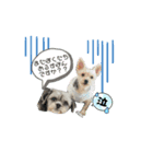 りんくとかいじ りんくさんバージョン 犬（個別スタンプ：7）