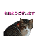 あるてぃめっと☆にゃいやもんどPARADE（個別スタンプ：1）