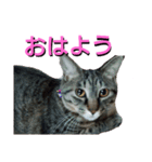 あるてぃめっと☆にゃいやもんどPARADE（個別スタンプ：2）