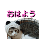 あるてぃめっと☆にゃいやもんどPARADE（個別スタンプ：3）