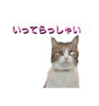 あるてぃめっと☆にゃいやもんどPARADE（個別スタンプ：4）