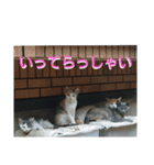 あるてぃめっと☆にゃいやもんどPARADE（個別スタンプ：5）