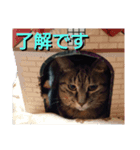 あるてぃめっと☆にゃいやもんどPARADE（個別スタンプ：6）