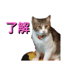 あるてぃめっと☆にゃいやもんどPARADE（個別スタンプ：7）