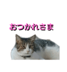 あるてぃめっと☆にゃいやもんどPARADE（個別スタンプ：9）