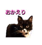 あるてぃめっと☆にゃいやもんどPARADE（個別スタンプ：13）