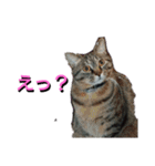 あるてぃめっと☆にゃいやもんどPARADE（個別スタンプ：14）