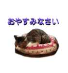 あるてぃめっと☆にゃいやもんどPARADE（個別スタンプ：16）