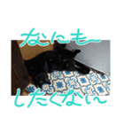 黒猫兄妹オリーブ♂とマレロ♀（個別スタンプ：2）