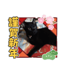 黒猫兄妹オリーブ♂とマレロ♀（個別スタンプ：7）