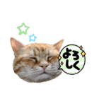 ホルモン3兄妹の日常（個別スタンプ：3）