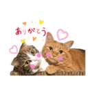 ホルモン3兄妹の日常（個別スタンプ：5）