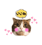 ホルモン3兄妹の日常（個別スタンプ：6）