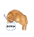 ホルモン3兄妹の日常（個別スタンプ：10）