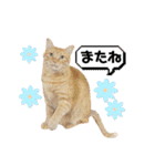 ホルモン3兄妹の日常（個別スタンプ：12）