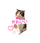 ホルモン3兄妹の日常（個別スタンプ：14）
