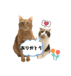 ホルモン3兄妹の日常（個別スタンプ：15）