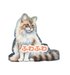 かわいい猫のふんわりスタンプ（個別スタンプ：21）