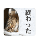 猫カフェにゃーにゃーにゃー2（個別スタンプ：33）