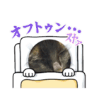 みぃこねこ（個別スタンプ：3）