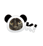 みぃこねこ（個別スタンプ：5）