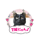 みぃこねこ（個別スタンプ：11）