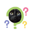 みぃこねこ（個別スタンプ：15）