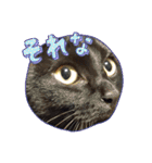 みぃこねこ（個別スタンプ：17）