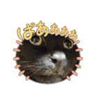 みぃこねこ（個別スタンプ：18）