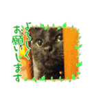 みぃこねこ（個別スタンプ：21）