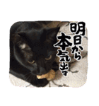 みぃこねこ（個別スタンプ：23）