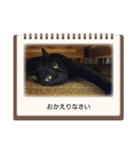 みぃこねこ（個別スタンプ：24）