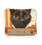 みぃこねこ（個別スタンプ：25）