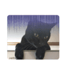 みぃこねこ（個別スタンプ：30）