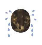 みぃこねこ（個別スタンプ：34）