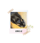 みぃこねこ（個別スタンプ：40）