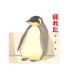 ペンギンのほっこり日常（個別スタンプ：12）