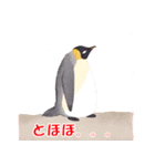 ペンギンのほっこり日常（個別スタンプ：13）