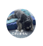ミニシュナ慎と慎太のスタンプ（個別スタンプ：3）