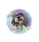 ミニシュナ慎と慎太のスタンプ（個別スタンプ：10）