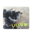 ミニシュナ慎と慎太のスタンプ（個別スタンプ：12）