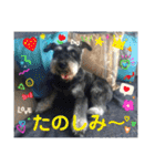 ミニシュナ慎と慎太のスタンプ（個別スタンプ：14）