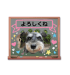 ミニシュナ慎と慎太のスタンプ（個別スタンプ：15）