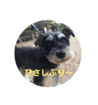 ミニシュナ慎と慎太のスタンプ（個別スタンプ：22）