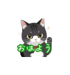 新登場！猫好きのための可愛いLINEスタンプ（個別スタンプ：16）