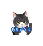 新登場！猫好きのための可愛いLINEスタンプ（個別スタンプ：19）