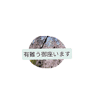 月山兎楽妃矢護渋五初老ヒロ気村むるちゃ壱（個別スタンプ：11）