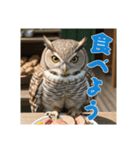 リアルで可愛いフクロウのリアクション（個別スタンプ：5）