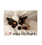 シャイニーの日常スタンプ2（個別スタンプ：1）